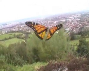 Wobbles - Southsection