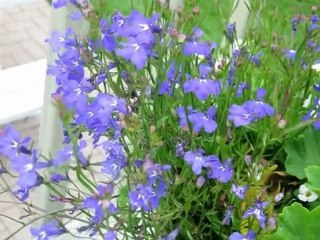 BAHARDA KUŞLAR GİBİ