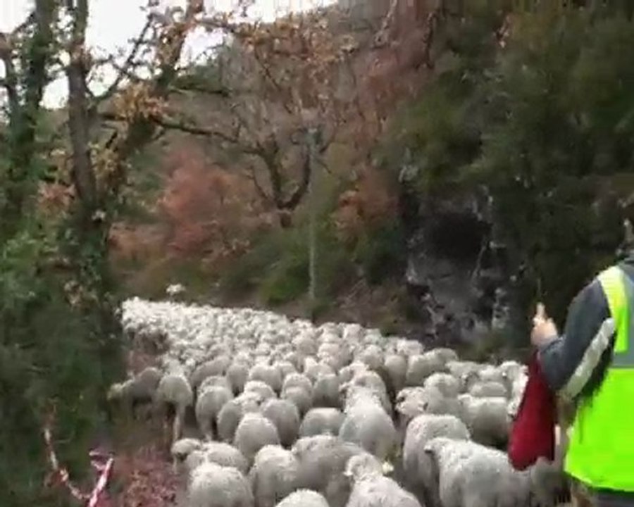 Sainte jalle. transhumance en Baronnies