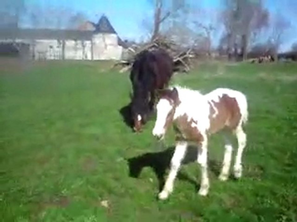 Encore Ambre, pouliche irish cob