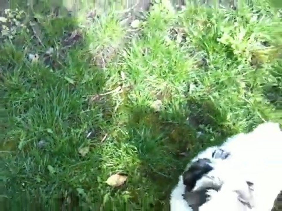 Tamba joue dans le jardin