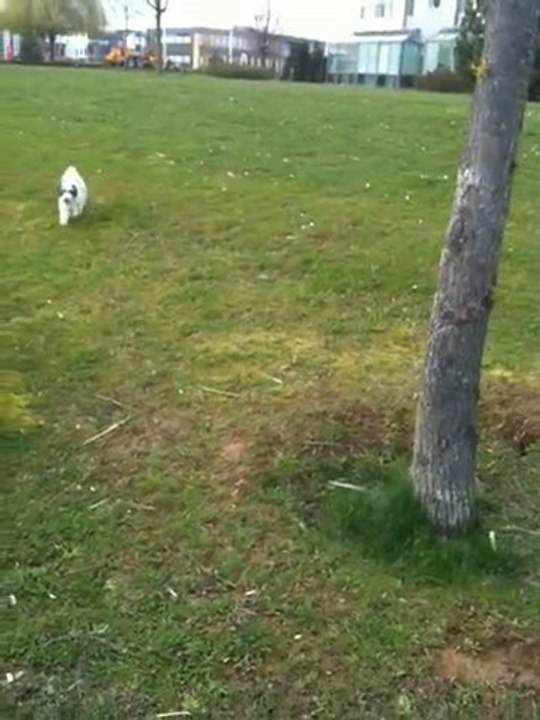 Tamba et ses copains