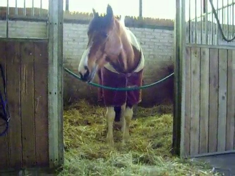 Un cheval à Mancieulles Paques 2010 M&F