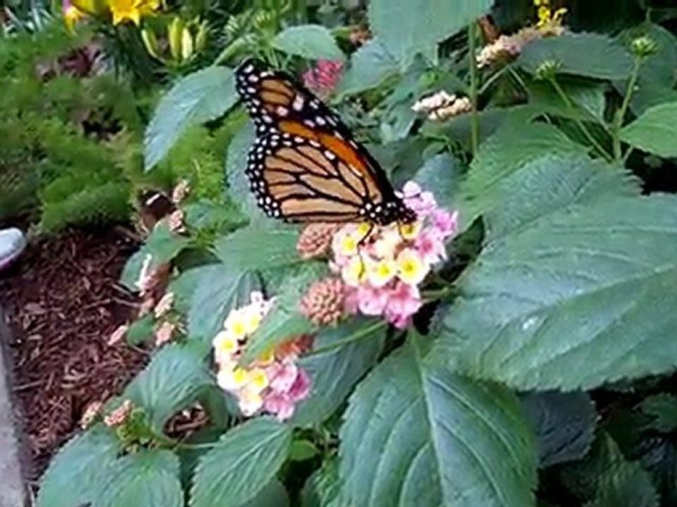 La serre aux Papillons