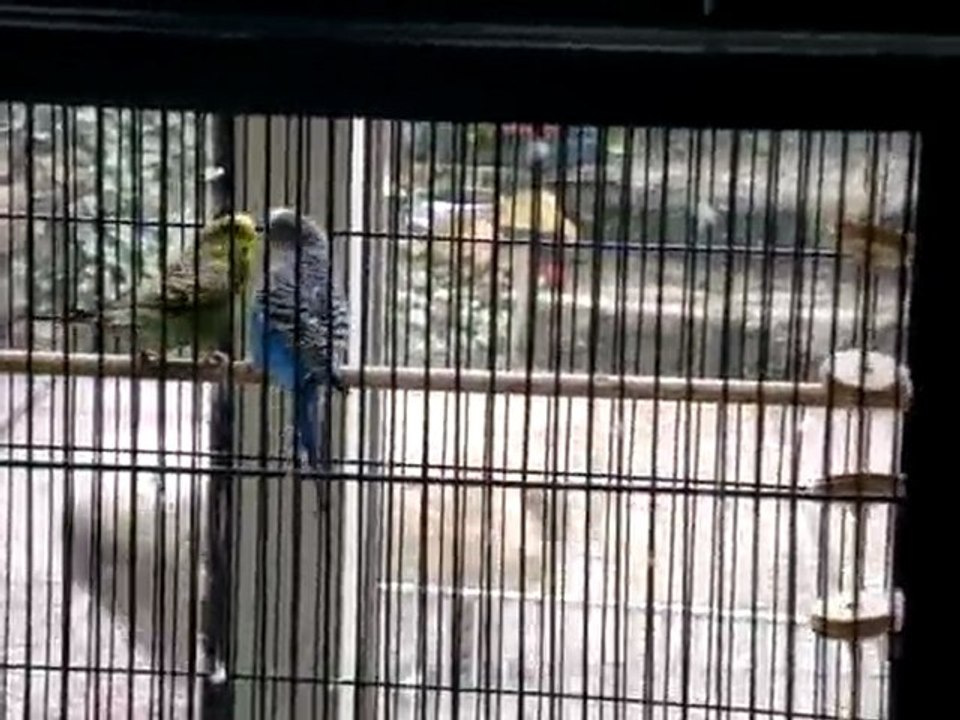 accouplement de mes perruches