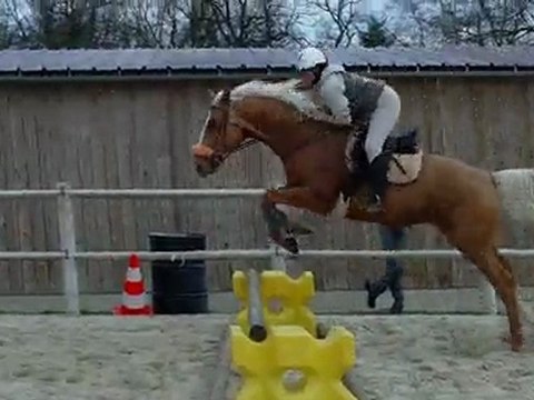 THE GOLD FOX ( Etalon PS Palomino) PREMIERS SAUTS MONTE