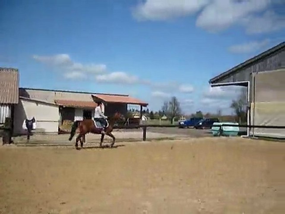 Travail au trot - les bases (suite)