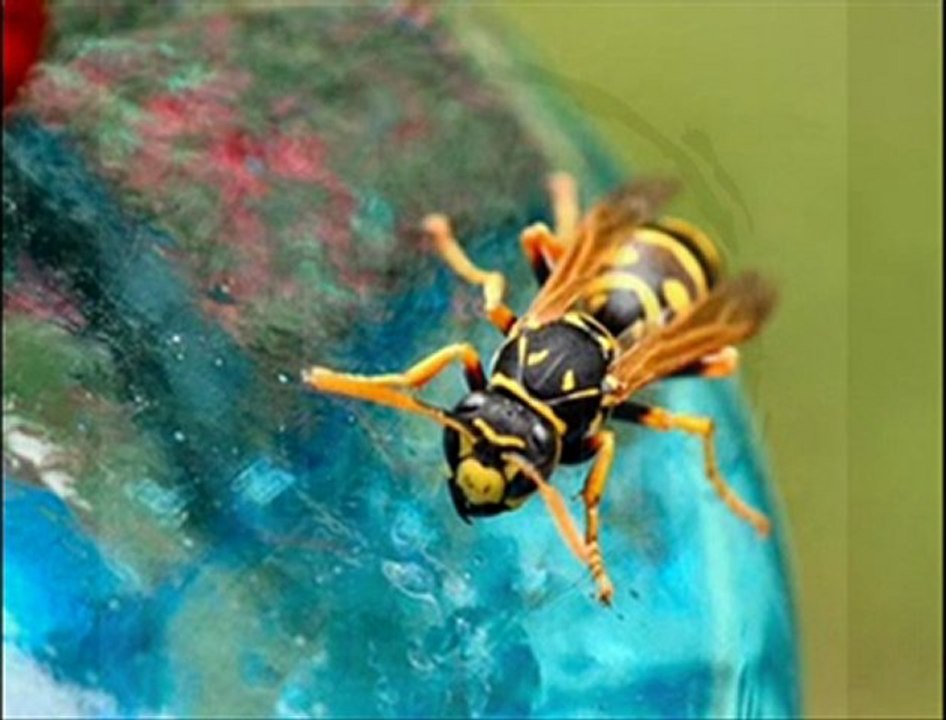 hozan mıtefa naze memo