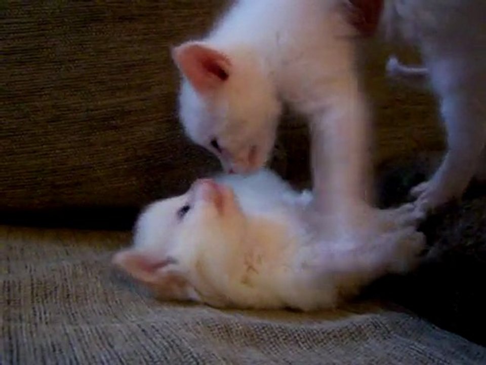 Chatons