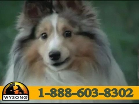 Wysong Natural Pet Foods & Supplements