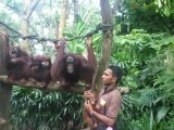 Zoo de Singapour goûter des Orangs-Outans