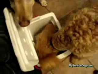 When you need a cold one !! Dog Gets Drink From Ice Chest