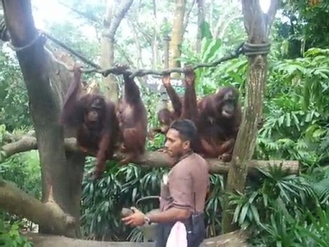 Goûter des Orangs-outans au Zoo de Singapour