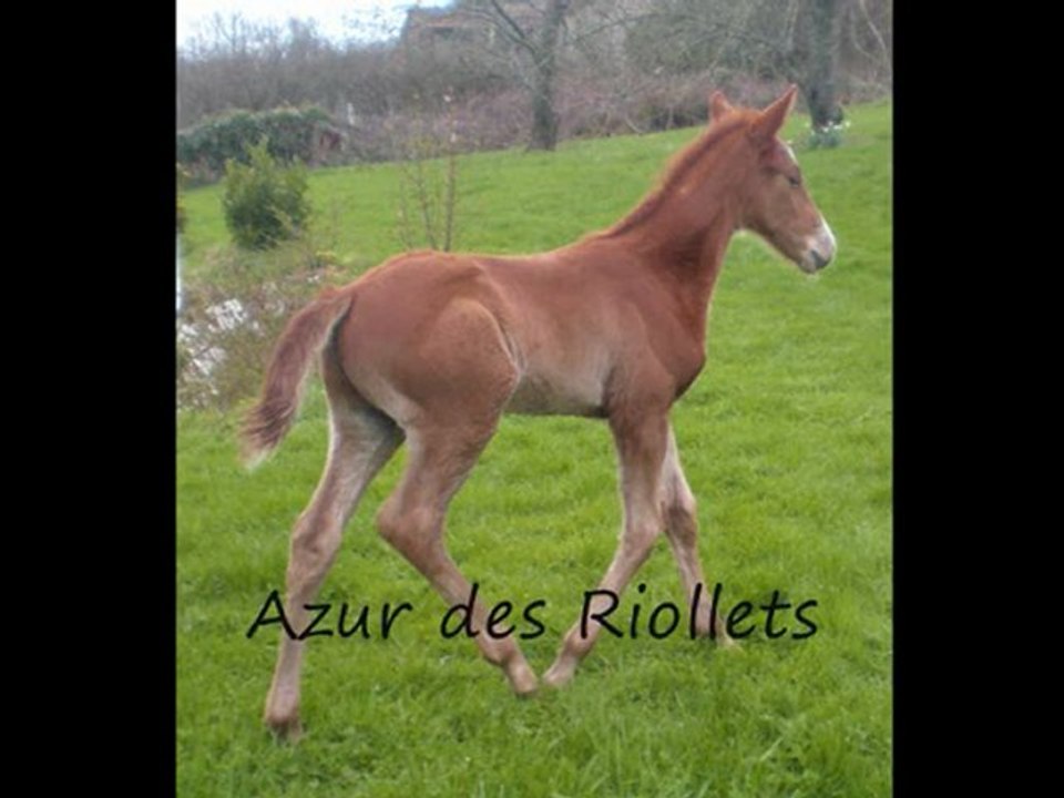 Azur des Riollets_Elevage des Riollets