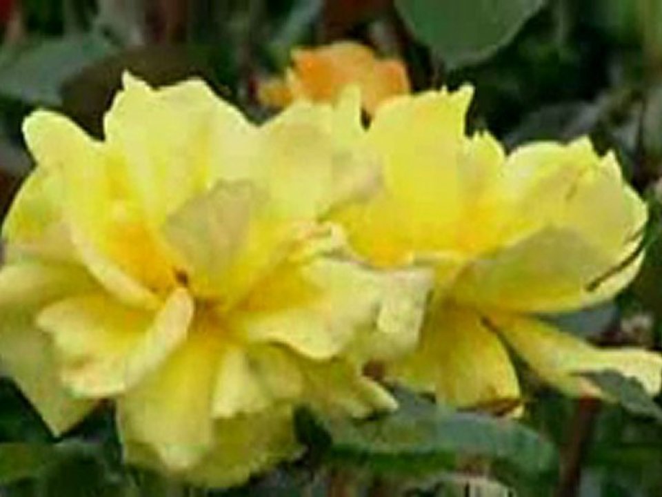 Chloe Agnew - Nella Fantasia