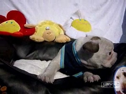 Franse Bulldog pups beschikbaar 06-04-2010