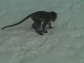 Attaque de Singes à Monkey Beach