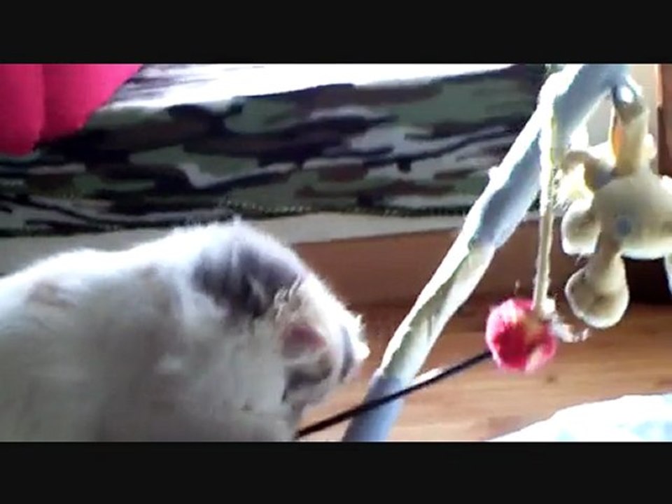 chatterie de l'antre de chrystal