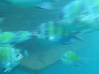 Phi Phi Lee Snorkeling