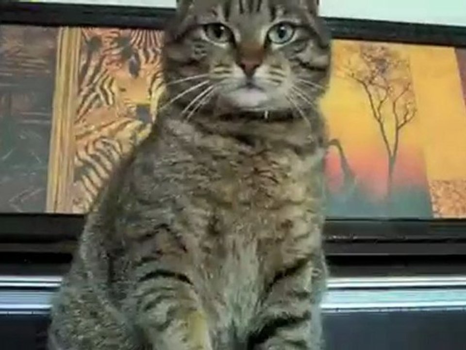 Test de la boite - Telma et Calypso à l'essai