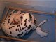 Les bébés dalmatiens (1 semaine) de Cléo des Landes d'Iroise
