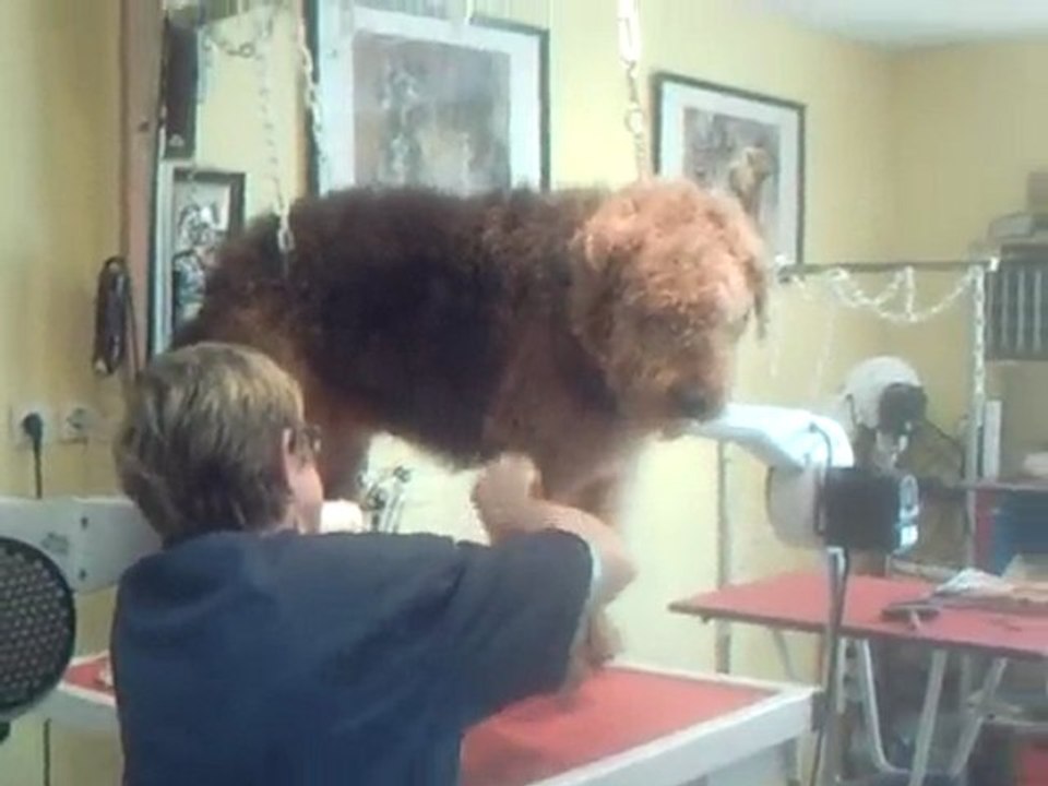 TOILETTAGE AIREDALE TINY TOON