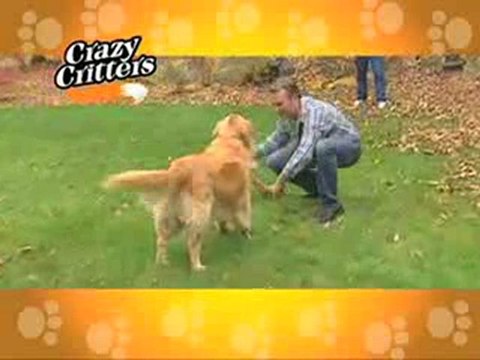 Crazy Critters - SeenOnTVStore.com