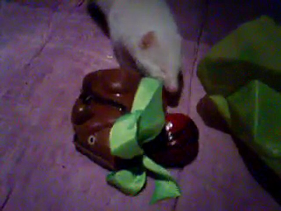 chipie vole le chocolat de paques
