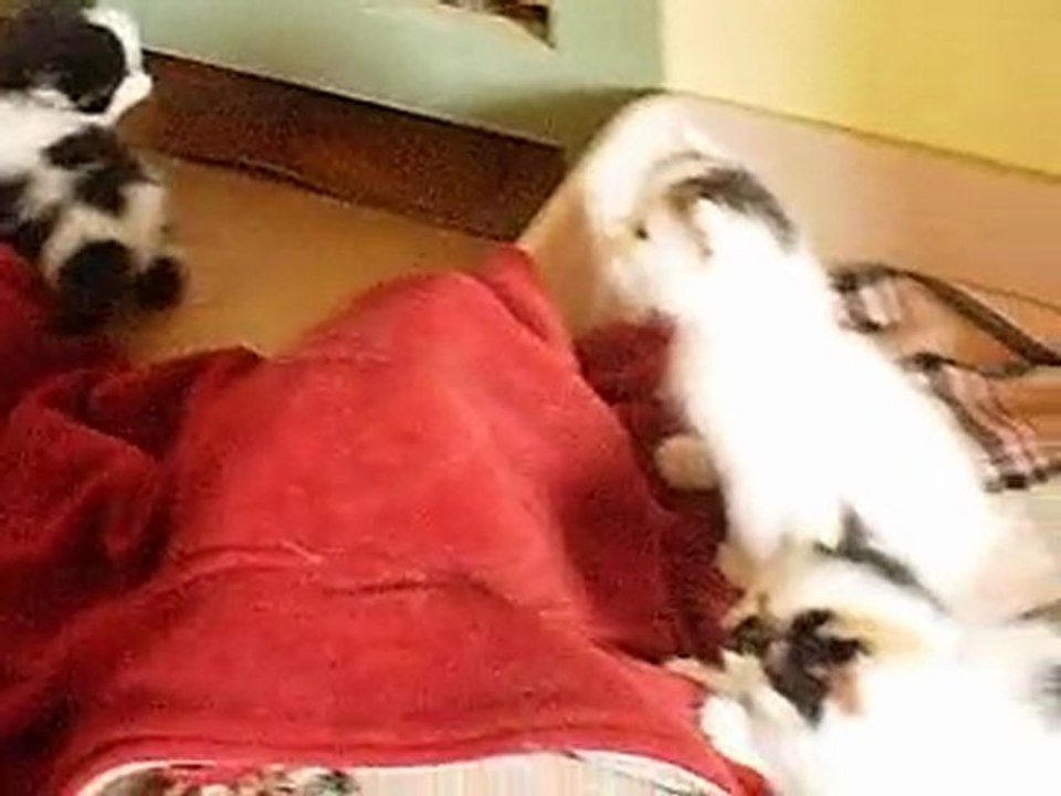 6avril10-evasion-chatons