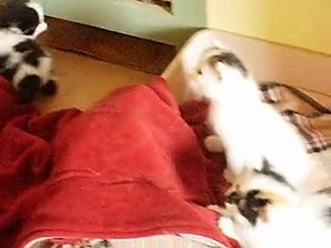 6avril10-evasion-chatons