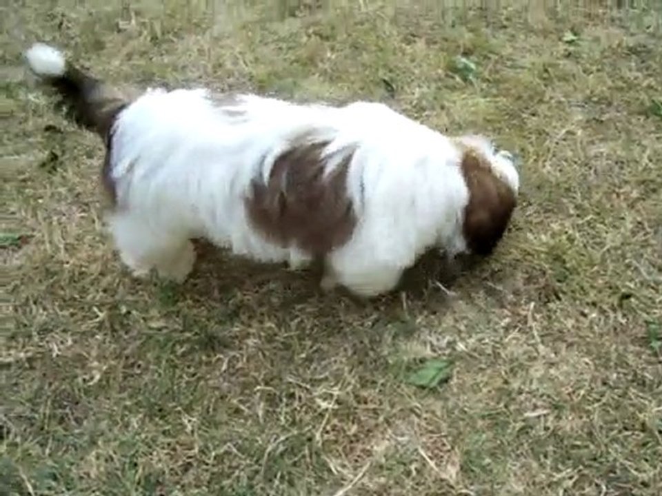 SHIH TZU DOUCHKA A QUELQUES MOIS