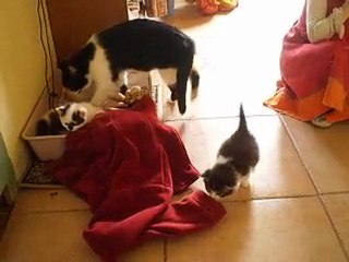 6avril10-felin-et-neel