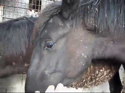 Poulains Mérens d' 1 an arrivés d' Ariège. 27 03 2010 Clip 2)