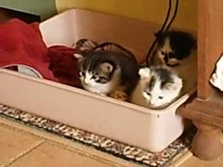 6avril10-chatons-sages