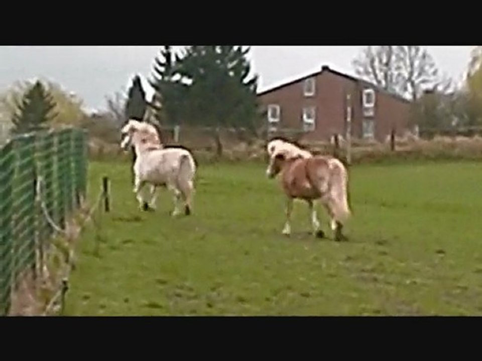 Arrivée des poneys à Viesville mars 2010