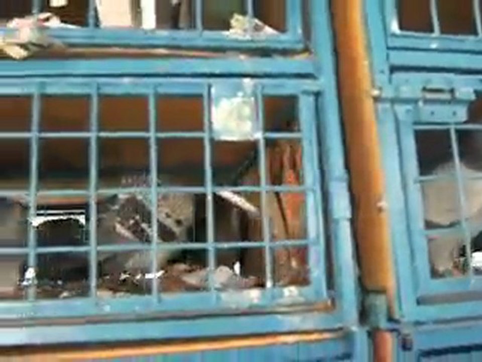 Manisaposta - Kuşlubahçe Derneği- Posta Güvercinleri