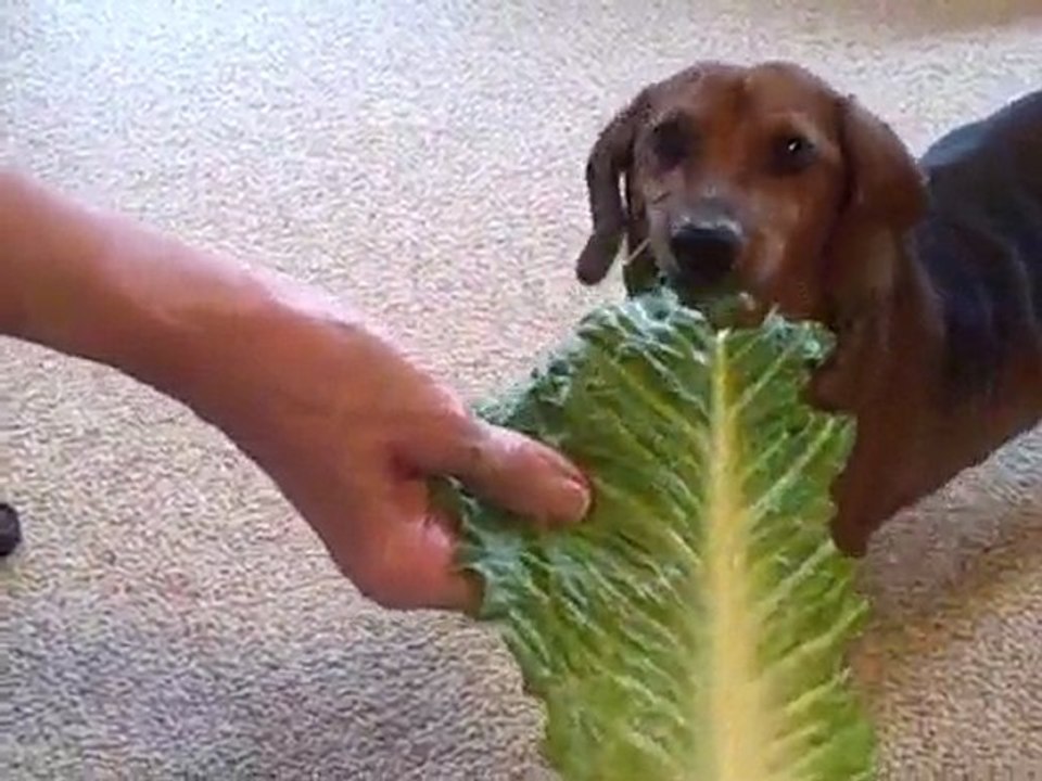This Dog Loves Bananas!