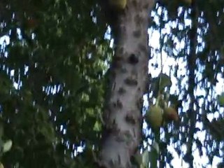 Arun Prasad - Deepa's Betrothal