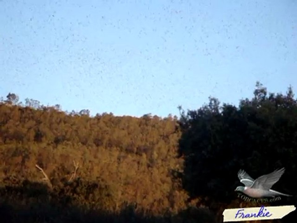 Salida de paloma torcaz del dormidero en Extremadura