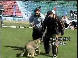 ASSI AUS DEM SCHESSBURG [DEMONSTRATIE DE ATAC]