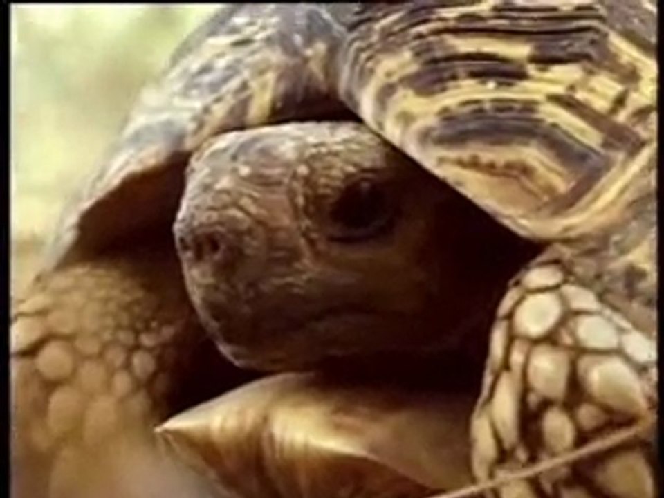 Overland travel in Africa