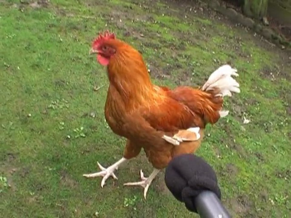 Des oeufs pour Pâques