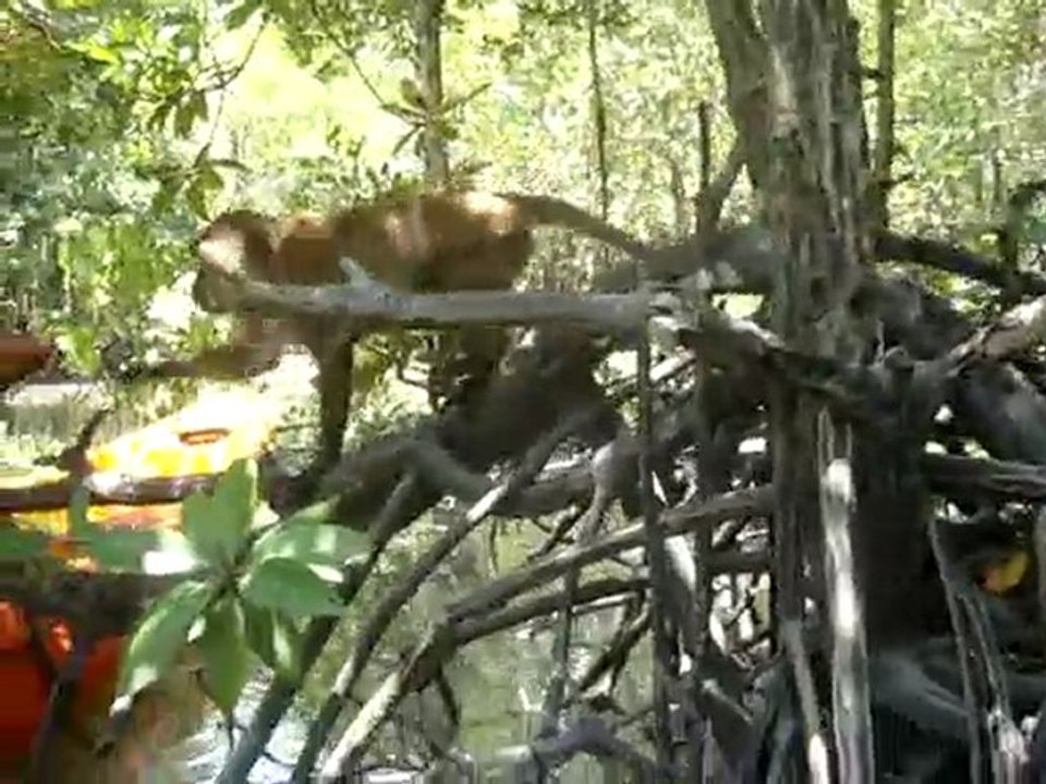 monkeys in koh lanta