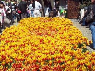 emirgandan resim kareleri