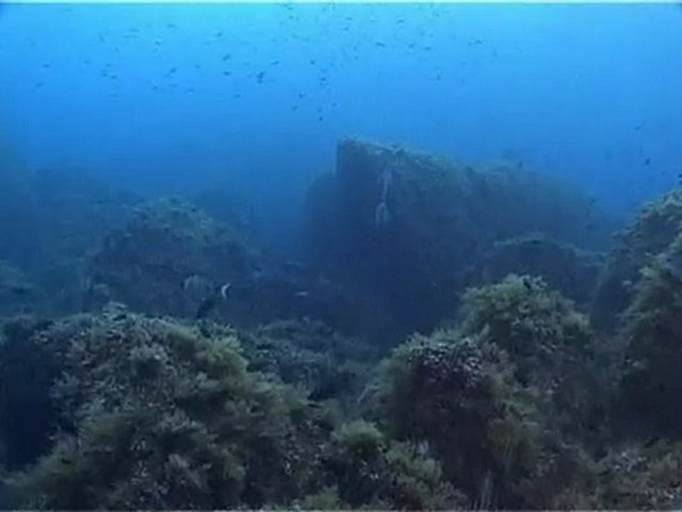 turna(ıskarmoz)deniz dibi yaşam-1