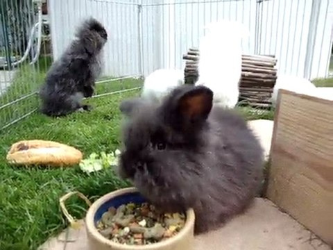 MOV00605 lapins bélier nain teddy angora avec leur maman