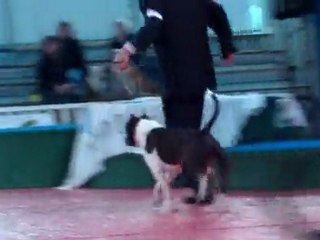 juju cacib montlucon 2010/3