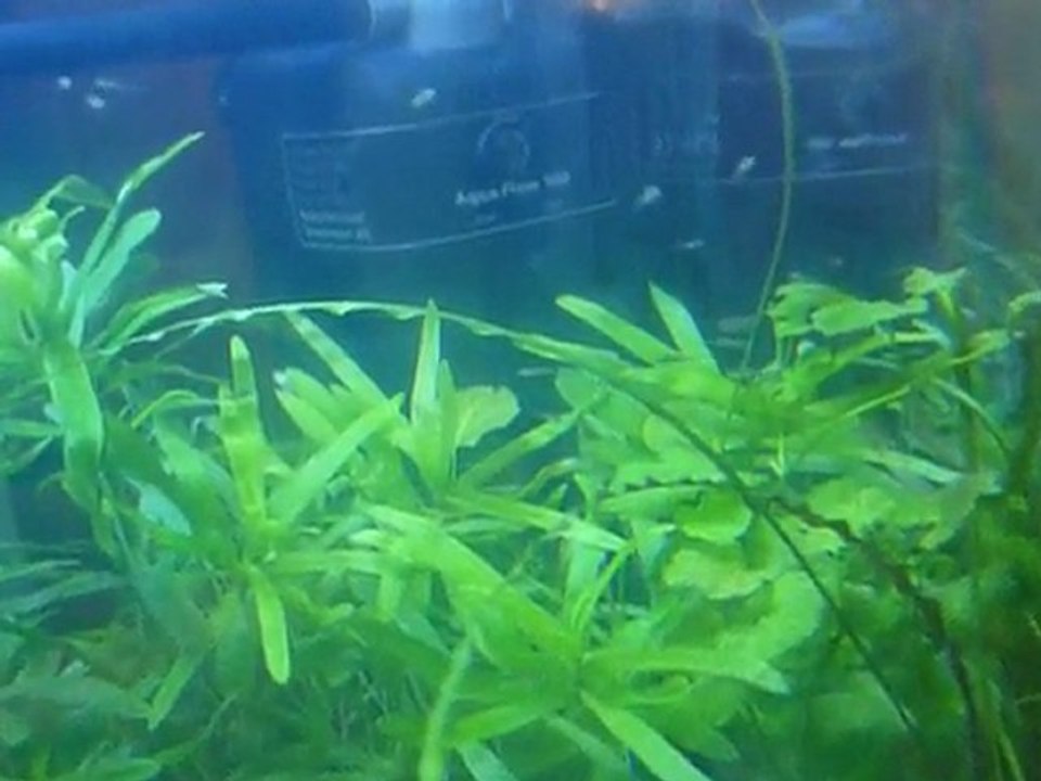 ALEVINS GUPPY 7 avril 2010 (7)