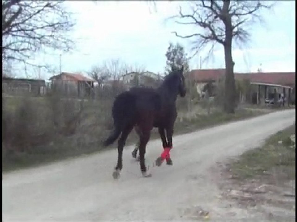 olten_trot_mars_2010