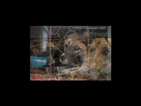 Lea Michele Anti-Fur PSA for PETA